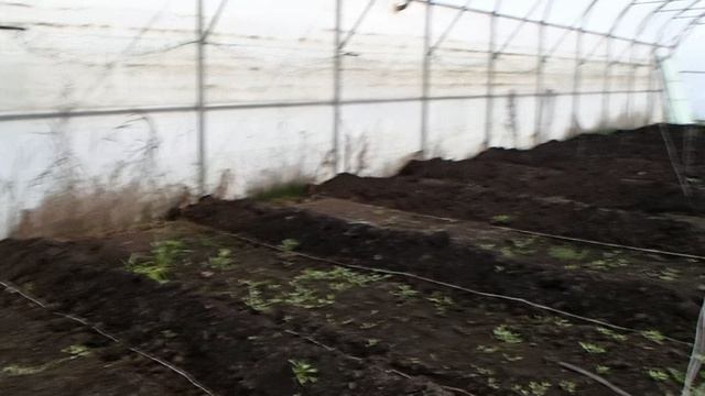 теплица для производства органических овощей