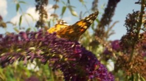 Вивальди Глория часть первая