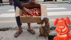 Котик откусил хвост крокодила. Желейный Стасик угощает животных вкусняшками.