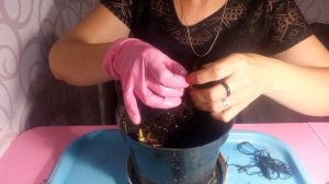 Саженцы клубники с интернет-магазина. Как сохранить?