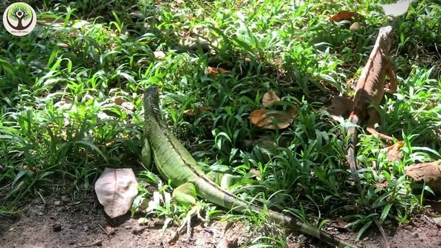 Discover Amazing familiar animals life: tiger, goat, hedgehog, rabbit, dog смотреть онлайн