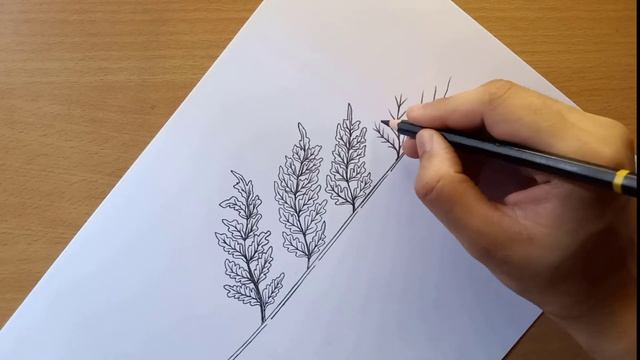 how to draw a Fern | fern drawing | pteridium diagram | bracken fern diagram | eagle fern drawing
