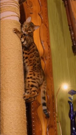 Влог о жизни котейки 🐈 #кусьшоу #котейка #блог #коты