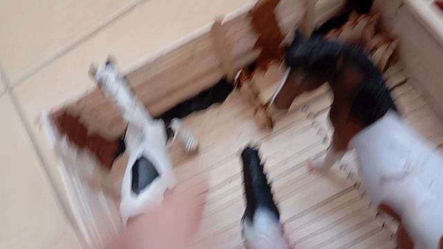 обзор конечно для игрушечной лошадей смотреть онлайн