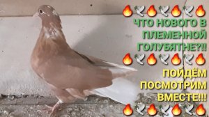🔥🕊🔥 Что нового в племенной голубятне?!! Пойдём посмотрим вместе!!! Николаевские голуби.