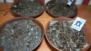 Защита от вредных полей! Ауроник Про! Аврора!