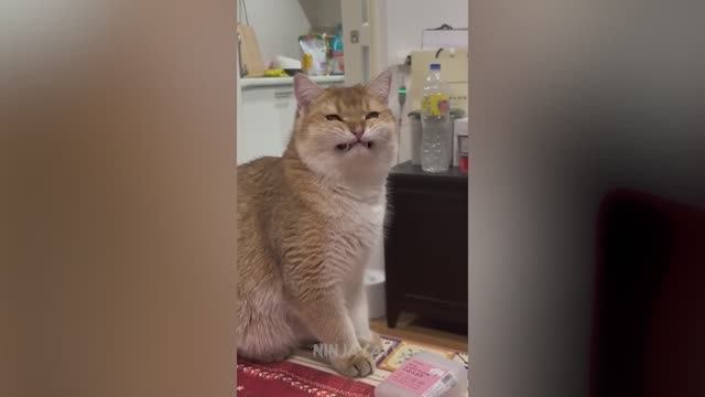 Смешные коты / Смешные животные / Смешные котики