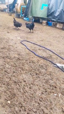 Петухи Ухейилюй