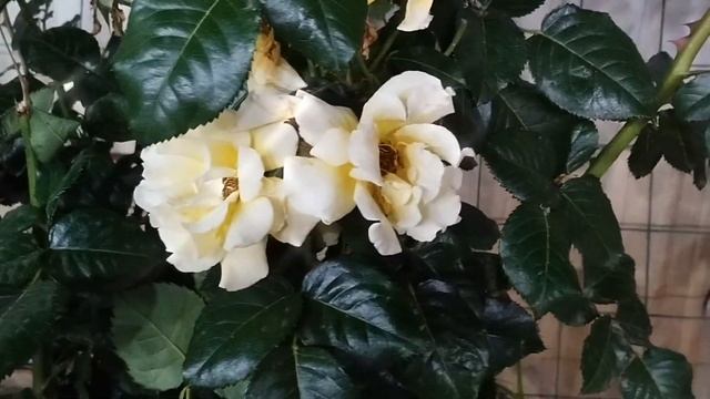 11 июня 2023 г. смотреть онлайн