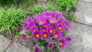 Прогулка по южному саду 31.03.2025 г. Пятигорск. Прострелы, медуница и все, все, все!