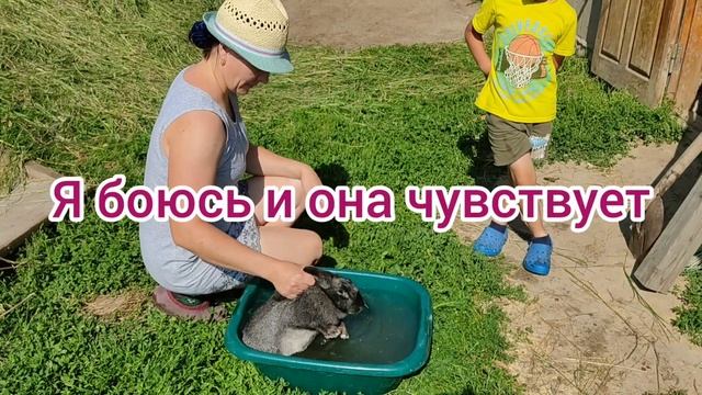 Спасение от жары племенных кролих или купаем кроликов!