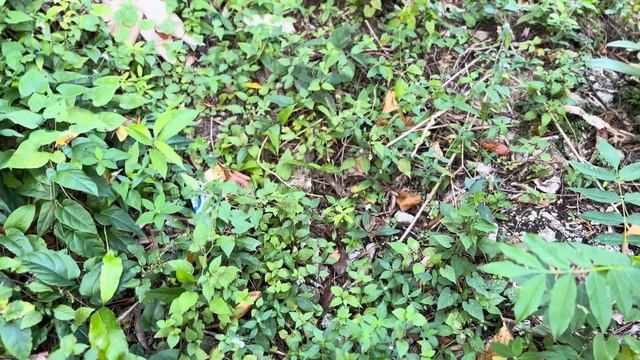 You won’t believe what I saw revisiting my old family home in Jamaica after 15 years ￼in America смотреть онлайн