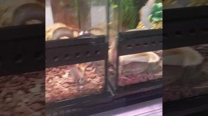 змея в Москве