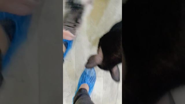 минипиги Феня и Буся.mp4