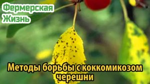 Методы борьбы с коккомикозом черешни