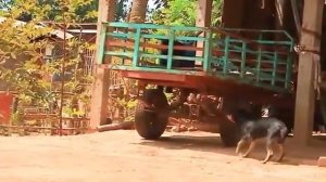 Пранк над собаками,3 часть.