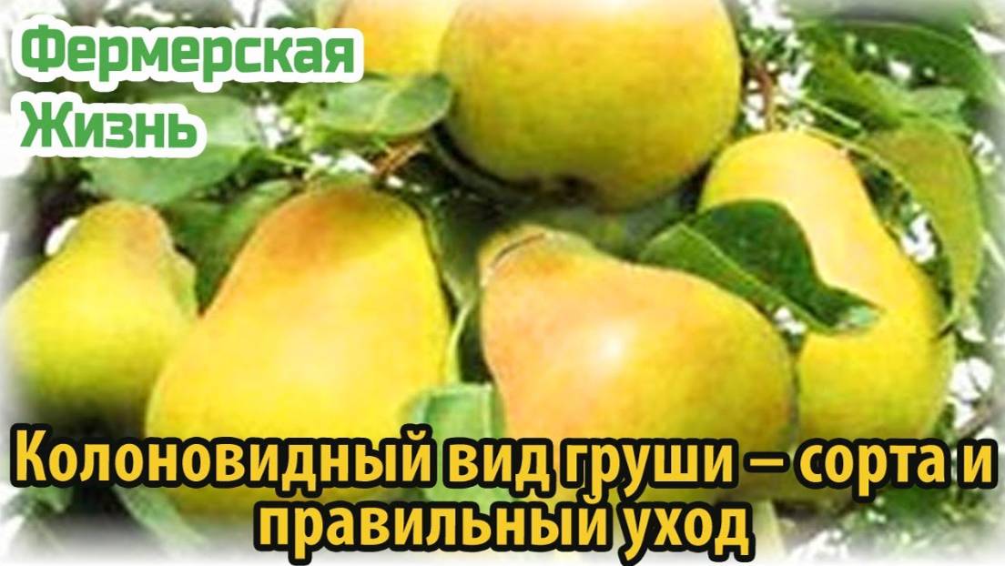 Колоновидный вид груши – сорта и правильный уход