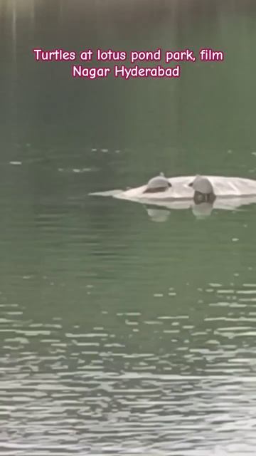 Turtles#shorts #trending #viral #youtubeshorts #turtle #oldisgold #love #music #romantic #lakeview смотреть онлайн