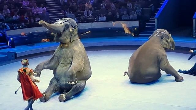 Новогоднее представление в цирке на Вернадском (джем) 06.01.2023