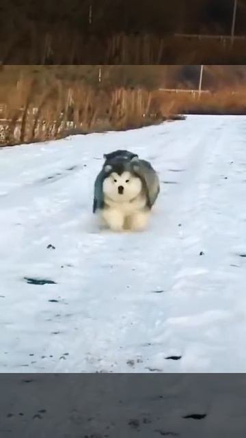 Бой собак смотреть онлайн