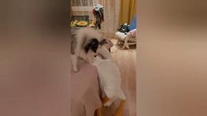 Моя прогулка с собакой 010