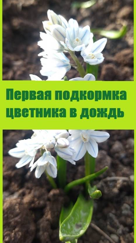 Как я подкармливаю цветы в дождливую погоду?