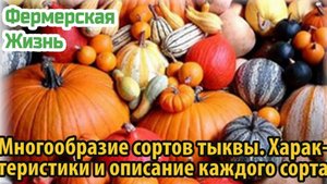 Многообразие сортов тыквы  Характеристики и описание каждого сорта