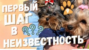 🌿🐶 Первая прогулка Сони: праздник, новые эмоции и... укол! 😳✨