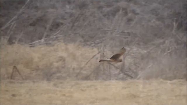 Błotniaki zbożowe - Circus cyaneus смотреть онлайн