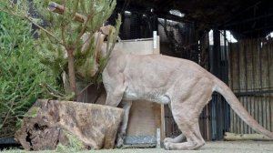 Самец пумы Геркулес, которого недавно изъяли у владельца из Кунцево, все больше адаптируется