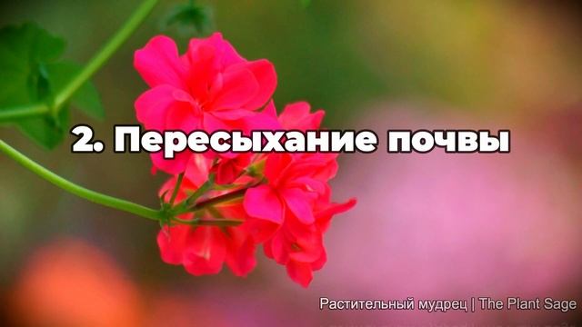 Освещение для герани: солнце или тень? Оптимальные условия для роста и цветения