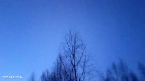 вальдшнеп летает