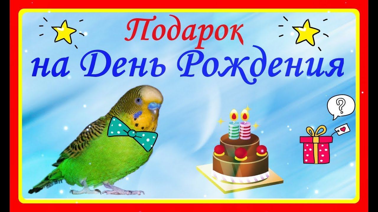 ПОДАРОК НА ДЕНЬ РОЖДЕНИЯ ПОПУГАЯ ТОШИ//ЗООПОКУПКА ДЛЯ ВОЛНИСТОГО ПОПУГАЯ//зеленый попугайчик TV