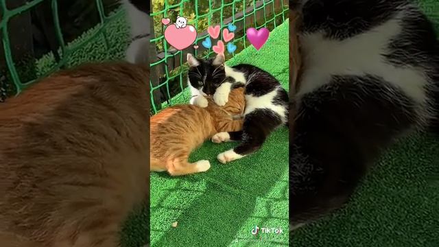 Кошачьи нежности #всочиумаши Или любовь у котят 😍🐾