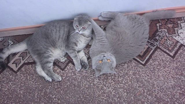 Коты на лоджии смотреть онлайн