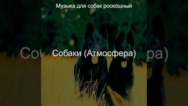Звуки Собаки