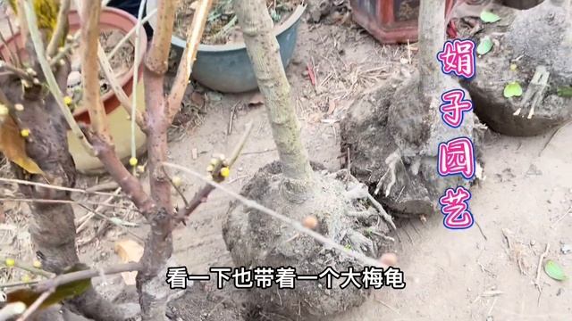 素心腊梅为腊梅中最名贵的品种，也是大集最畅销的花卉，价格咋样 смотреть онлайн