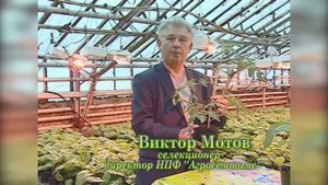 Рассада томата