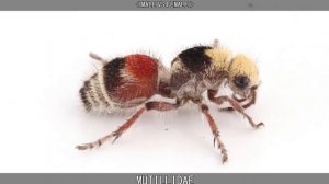 VELVET ANT.