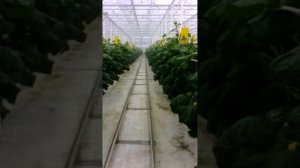 Генератор тумана IGEBA в теплице
