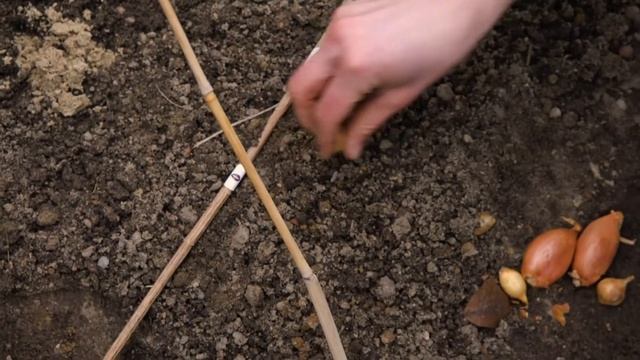 Zwiebeln & Schalotten stecken смотреть онлайн