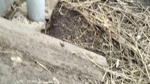 Подкормила рассаду/Зависла машинка/Котлеты в панировке