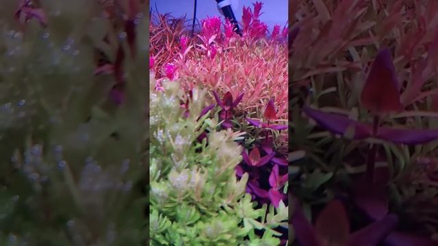 Шикарное буйство красок в аквариуме