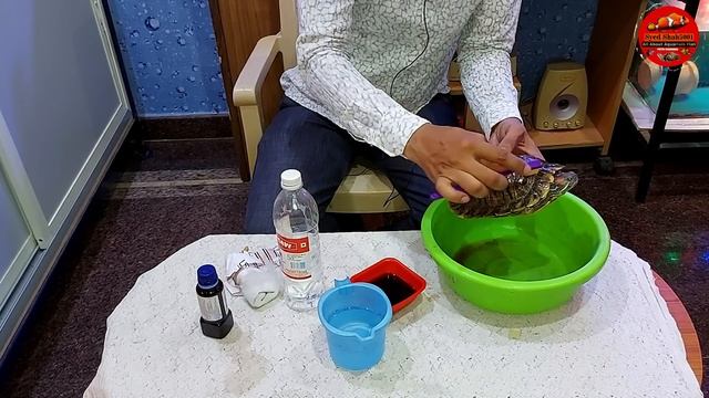 TURTLES shell Cleaning & Treatment - Shell Rot , Whitespots or Fungus on shell #Turtles #Tortoise смотреть онлайн