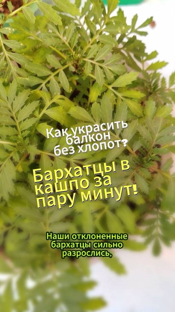 Как украсить балкон без хлопот - Бархатцы в кашпо за пару минут! #бархатцы #shorts