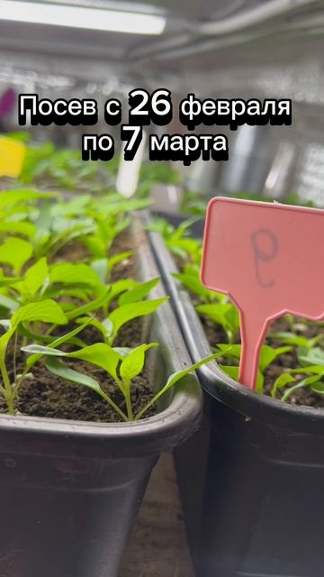 22 сорта перца