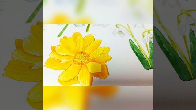 Первоцветы