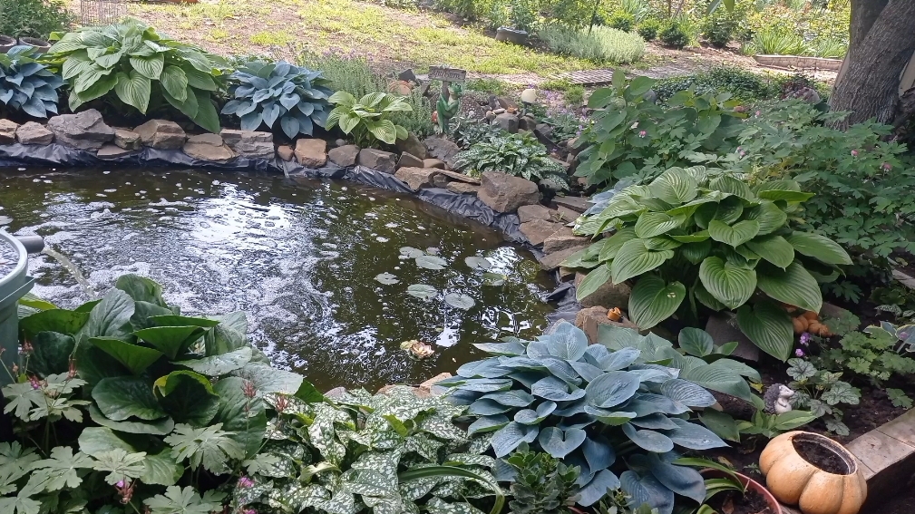 Наш маленький водоём, своими руками.