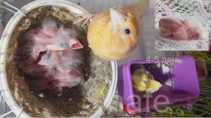 КАК меняются птенцы с первого дня своего вылупления (с 1 по 5 дни).