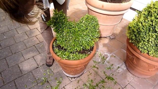 Une poule ! En lonicera :-) смотреть онлайн